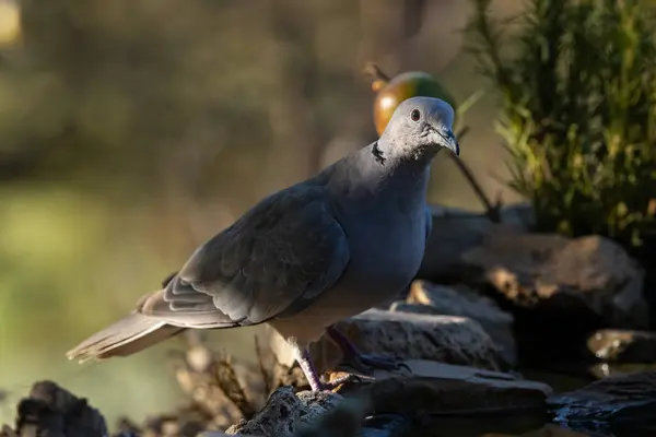 stock image Eurasian collared dove (Streptopelia decaocto).