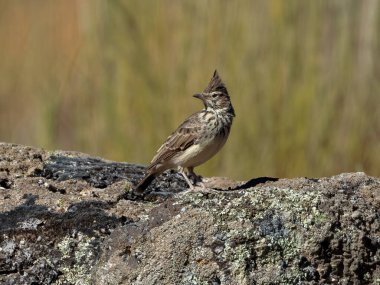 Thekla tarlası (Galerida theklae).