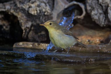 Common chiffchaff (Phylloscopus collybita). clipart