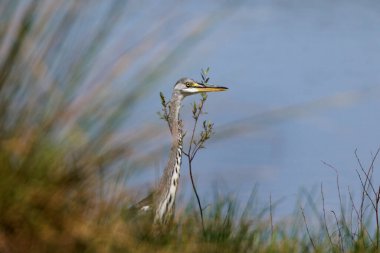 Gri balıkçıl doğal ortamında.