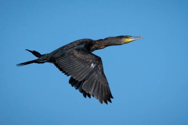 Büyük Karabatak (Phalacrocorax karbo). 