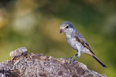 Woodchat Shrike (Lanius senatör). Kuş doğal ortamında.