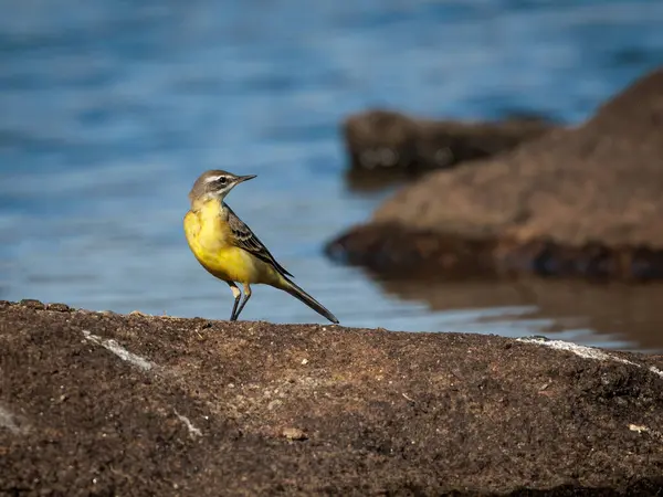 Stock image Western Yellow Wagtail (Motacilla flava).