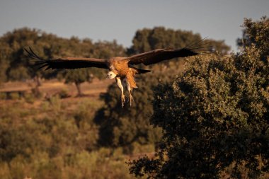 Griffon Akbabası. Kuş uçuyor..