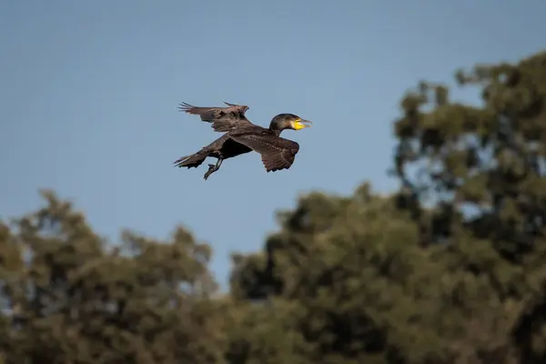 stock image Great cormorant (Phalacrocorax carbo). 