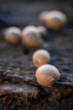 Küçük dairesel mantarlar ölü ahşap üzerinde büyüyor..