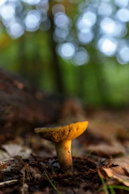 Kestane ormanında mantar..