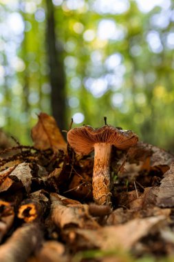 Kestane ormanında mantar..