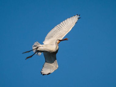 Avrasya kaşık faturası (Platalea lucorodia).