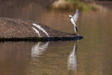 White Wagtail (Montacilla alba) in its natural environment.