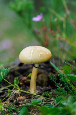 Mushroom growing on the ground of a meadow. clipart