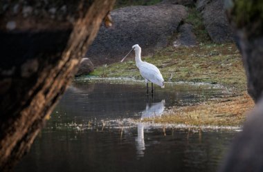 Avrasya kaşık faturası (Platalea lucorodia). 