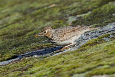 İbikli tarla kuşu. Kuş doğal ortamında.