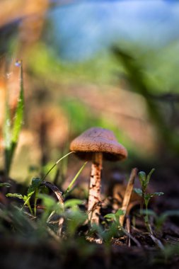 Kendi doğal ortamında mantar.