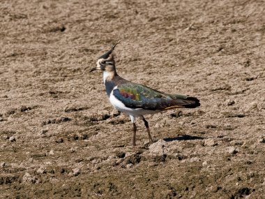 Kuzey kanadı kuru, desenli toprakta duruyor, rengarenk tüylerini ve kendine özgü armasını gösteriyor.