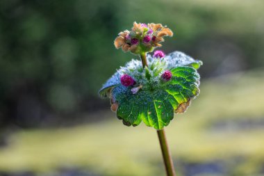 Close-up of Lamium amplexicaule (deadnettle) with frosted green leaves and pink buds on a blurred background. clipart