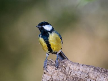 büyük baştankara (parus büyük).