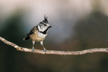 European crested tit perched on a branch with a blurred natural background.