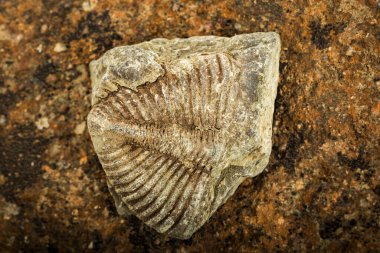 Kayaya gömülü fosilleşmiş trilobit görünür detaylı doku ve korunmuş çıkıntılar..