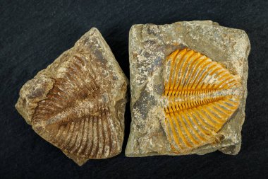 Trilobit fosilleri, tortulu kayalara yerleştirilmiş, detaylı doku ve korunma ile birlikte..