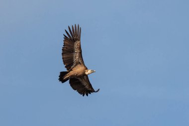 Griffon akbabası gökyüzünde süzülüyor, açık mavi arka planda kanatları var..