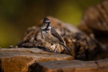Crested tit perched on rocks with a blurred natural background.