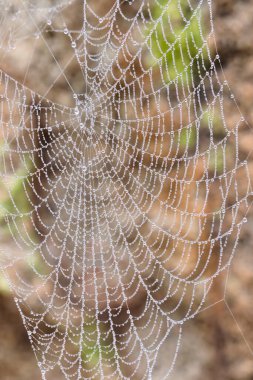 Örümcek ağı çiğ damlalarıyla kaplı ve doğal olarak bulanık.