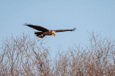 Batılı bataklık gemisi, yapraksız ağaçların üzerinden açık mavi bir gökyüzüne doğru uçuyor.