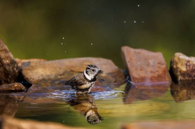 Crested tit bathing in a natural pond with water droplets and reflection.