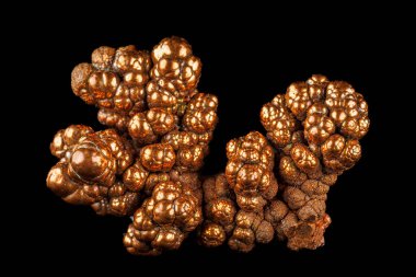 Botryoidal oluşumlara ve metalik ışıltıya sahip yerli bakır, zengin kırmızımsı bir renk sergiliyor.