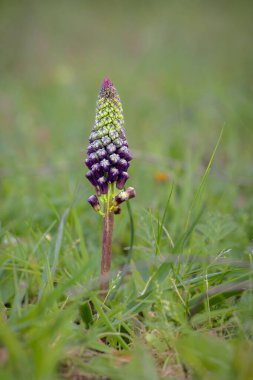 Muscari comosum with vibrant purple and green flowers in a grassy field.