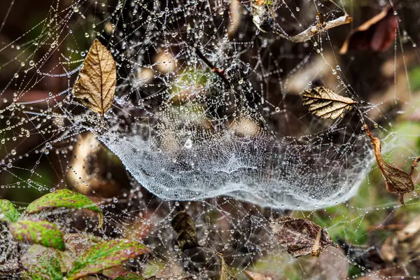 Yaprakları ve damlacıkları olan çiğ kaplı örümcek ağı.