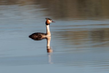 Büyük ibikli yağ berrak bir yansımayla durgun suda yüzüyor..