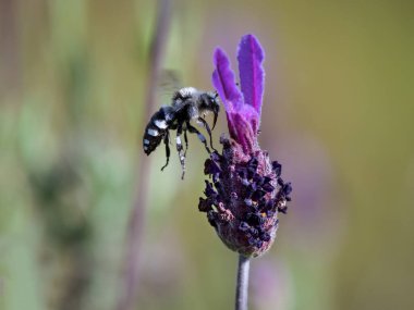 Doğal ışıkta lavanta çiçeğinin yanında uçan Anthidium florentinum..