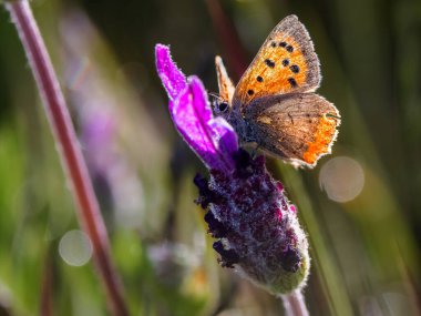 Lycaena phlaeas kelebeği arka planda vahşi lavanta ile besleniyor