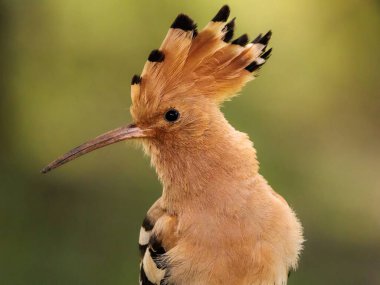 Avrasya hupoesinin armalı yakın plan portresi.