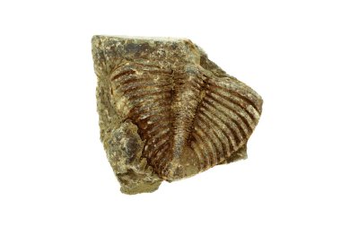 Trilobit fosili eski kayalarda korunmuş..