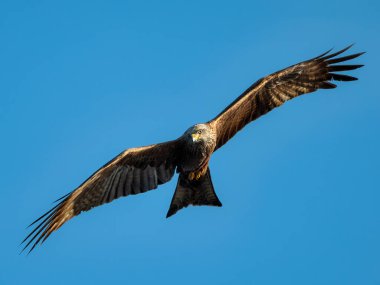 Açık mavi gökyüzünün altında süzülen siyah uçurtma, kanatları tamamen açık...