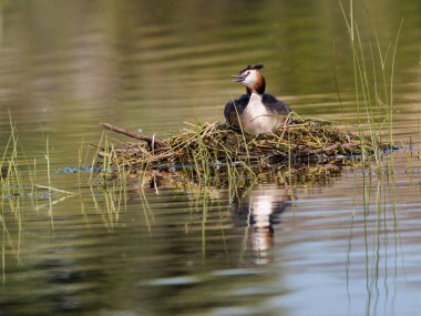 Yumuşak yansıması olan büyük ibikli yağ yuvasıdır..