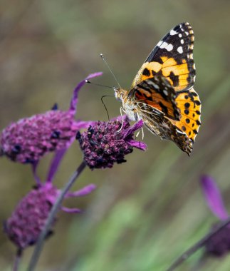 Doğal ortamında lavanta üzerine boyanmış kadın kelebek Vanessa Cardui.