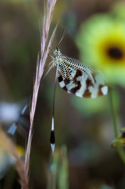 Nemoptera bipennis uzun arka kanatlarla dinleniyor..