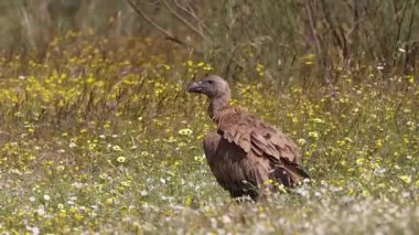 Griffon akbabası gün batımının sıcacık ışığında başını çeviriyor.