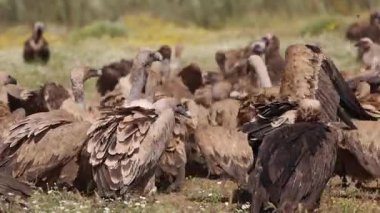 Vahşi doğada beslenen ve etkileşim halinde olan bir grup Griffon akbabası..