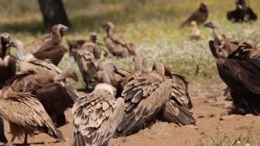 Griffon akbabaları vahşi arazide leşler için agresif bir şekilde savaşıyor..