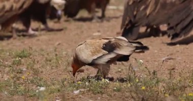 Mısırlı akbaba sakince yürüyor ve doğal ortamını gözlemliyor..