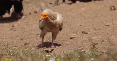 Mısırlı akbaba düz ve kuru arazide yavaşça yürüyor..