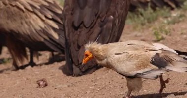 Mısırlı akbaba sakin adımlarla düz arazide yavaşça yürüyor..