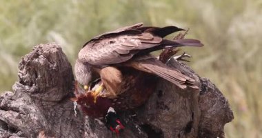 Eski püskü ağaç gövdesinin üzerinde sülün avıyla beslenen siyah uçurtma..