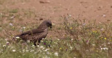 Siyah uçurtma tarlada yürüyor..