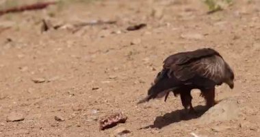 Kırmızı uçurtma, tüysüz bir manzarayla doğal ortamda yürüyor..